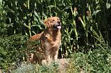 GOLDEN RETRIEVER 082